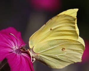 Common Brimstone Gonepteryx Rhamni Butterfly Butterfly And Bee Garden