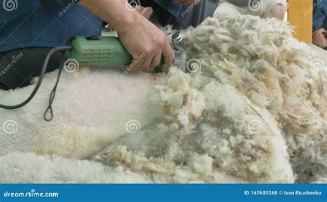 Men Shearer Shearing Sheep at Agricultural Show in Competition ...