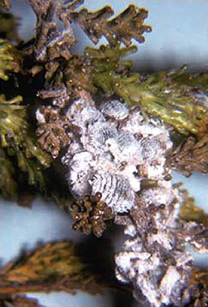 Phenacoccus Solenopsis Tinsley Scale Insects