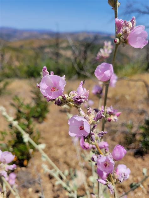 Chaparral Mallow On Rat Spring Trail By Sue Dekalb Henry W Coe State