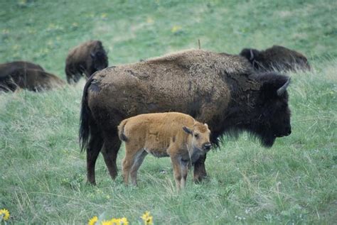 Free picture: bison, cow, calf