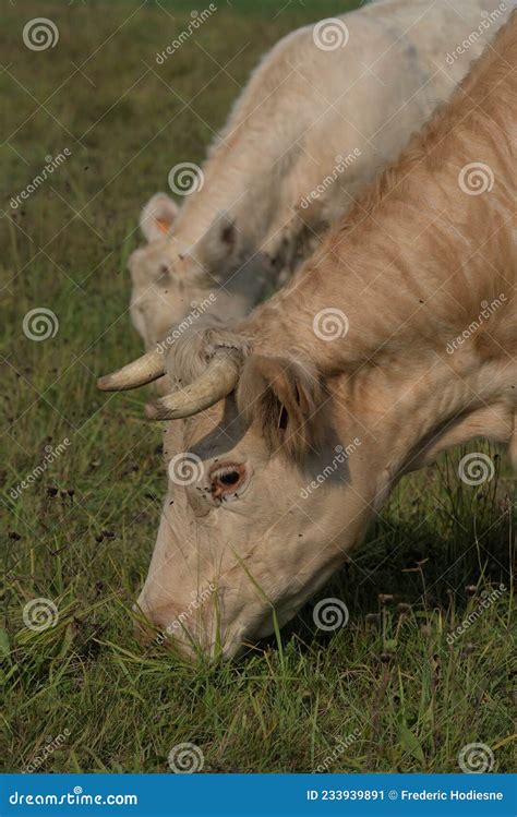 White Charolais Cow And Her Calf Stock Image Image Of Breed