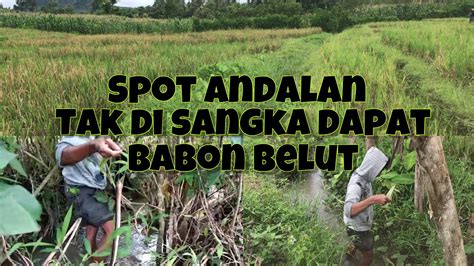 Mancing Belut Di Spot Yang Rimbun Akhirnya Dapat Belut Babon YouTube