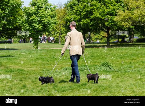 A Man Walks His Dogs In Regents Park In London England United