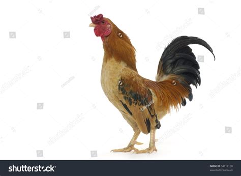 Rooster Singing For Wake Up Stock Photo 54114160 : Shutterstock