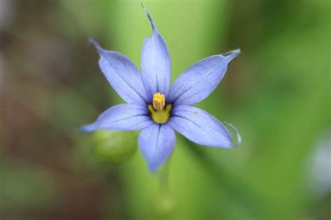 52 めぐり～小庭の花たち 5 頂き物 めぐりの花と旅