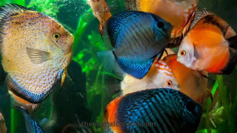 Essential Guide To Discus Fish Care Help Your Pets Thrive