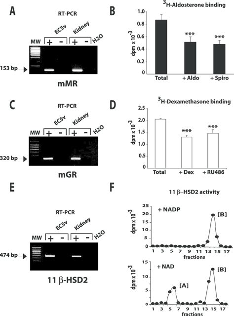 Mineralocorticoid And Glucocorticoid Receptor Expression In Ec5v Cells