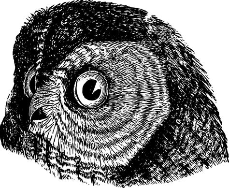 Barred Owl Vintage Illustration 35435417 Vector Art At Vecteezy