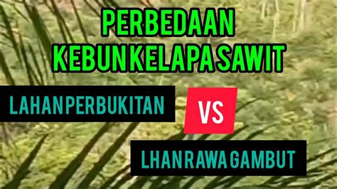 Perbedaan Kebun Sawit Di Lahan Perbukitan Dengan Lahan Rawa Gambut