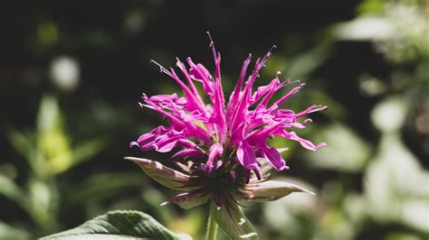 Bergamot Flower Plant Bee Free Photo On Pixabay Pixabay