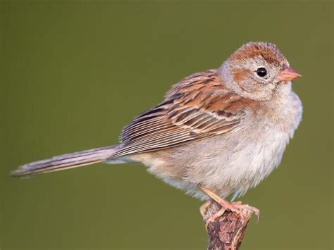 Field Sparrow Identification