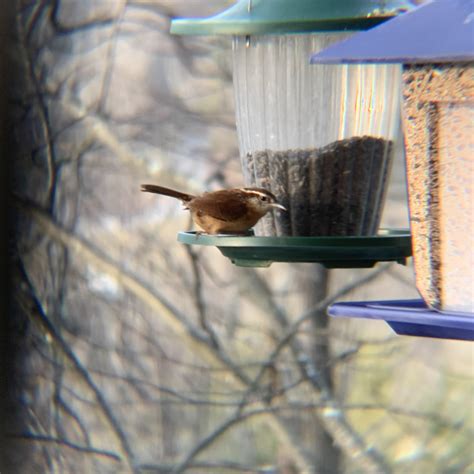 Best Carolina Wren Images On Pholder Birding Birdpics And