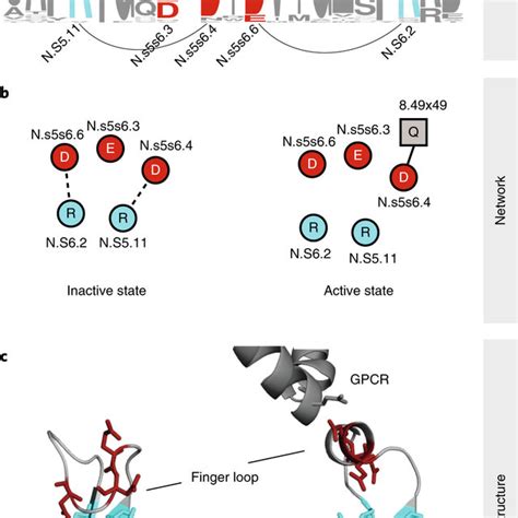 Analysis Of Arrestin Subtypes With Focus On Visual Arrestins A