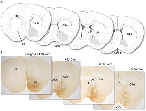 Frontiers Efferent And Afferent Connections Of Neuropeptide Y Neurons