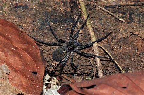 Brazilian Wandering Spider Bite - Animals Around The Globe