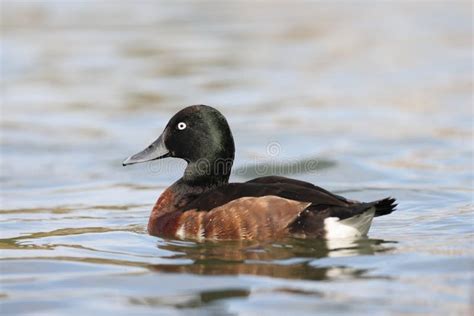 Baer S Pochard Or Siberian Pochard Male In Japan Stock Image Image Of