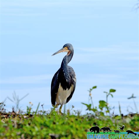 Tri-colored heron | Imagine Our Florida, Inc