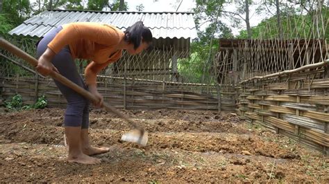 Gardening and Growing Sugar Cane, Cooking, Relaxing Day || Phương ...