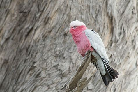 Australian Parrots: Guide to all 57 species of Parrots in Australia