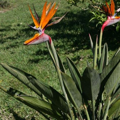 Strelitzia Reginae Bird Of Paradise Tropical Landscaping Landscaping