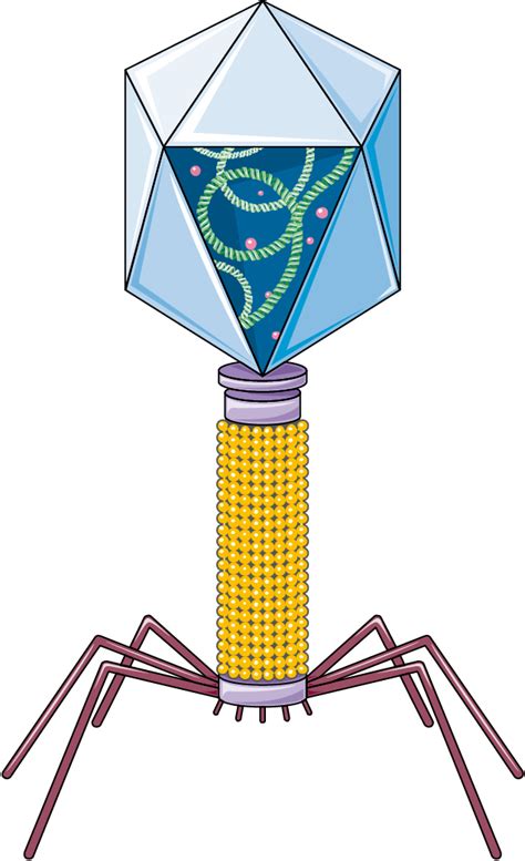 Bacteriophage Art