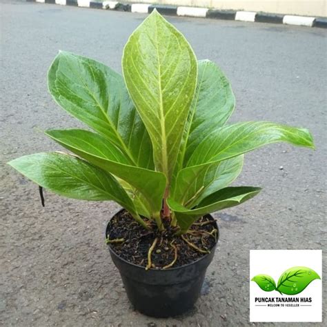 Jual Anthurium Jemani Cobra Antorium Cobra Anakan Shopee Indonesia