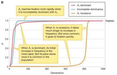 Evolution Hardy Weinberg Equilibrium Flashcards Quizlet