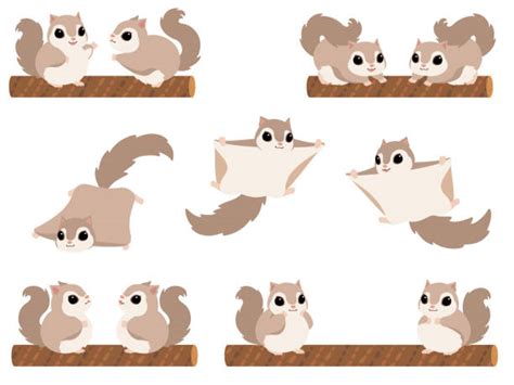 Cute Flying Squirrel Drawing