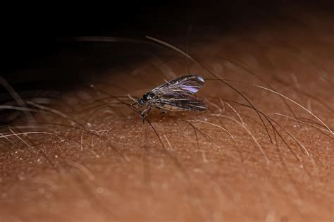 Mosquito Fungoso De Alas Oscuras Adulto Foto Premium