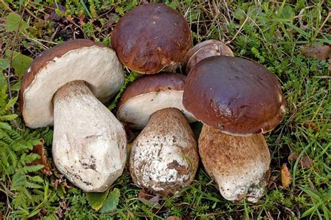 Guiadesoria Es Boletus Edulis