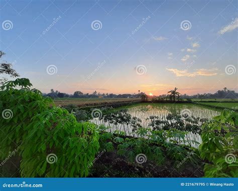 Rice Field In The Morning Stock Image Image Of Rice 221679795