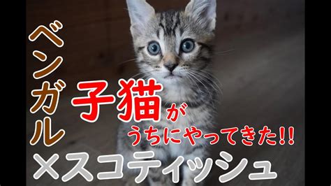 【ベンガル×スコティッシュ猫】ネオくんの1日 Youtube