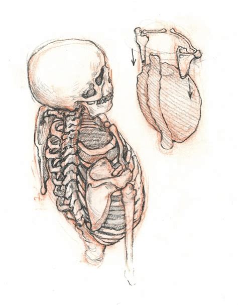 How To Draw The Neck And Shoulders With Jake Spicer Artists And Illustrators