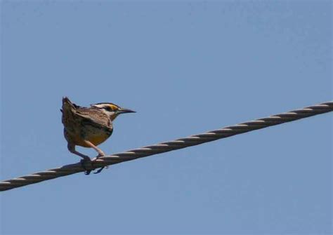 Eastern Meadowlark Sturnella Magna Magna 13 April 2008 S Flickr