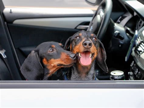 Dachshunds Singing Along to 'Sweet Child O' Mine' in Unison Is