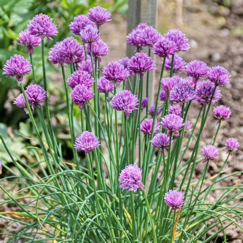 Szczypiorek Allium schoenoprasum opis wygląd wymagania uprawa i