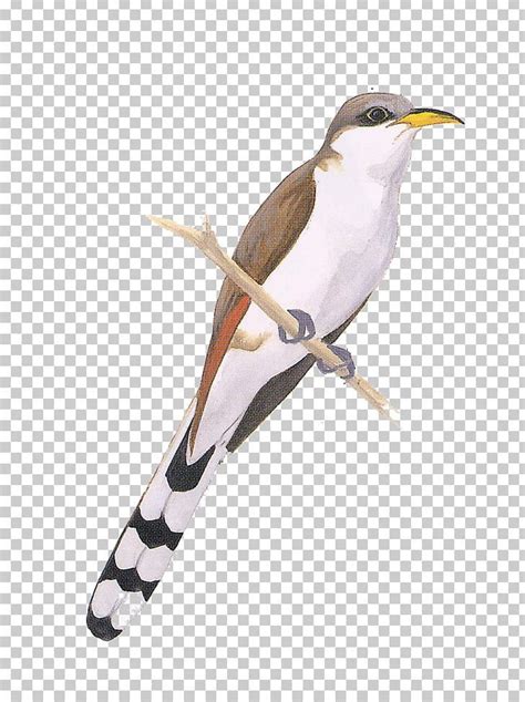 Birds Of North America Yellow Billed Cuckoo Cuckoos National Audubon