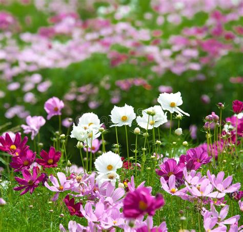 Summer flower garden stock image. Image of blossom, green - 20749699