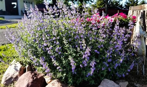 Nepeta June Plant Of The Month Grimm S Gardens