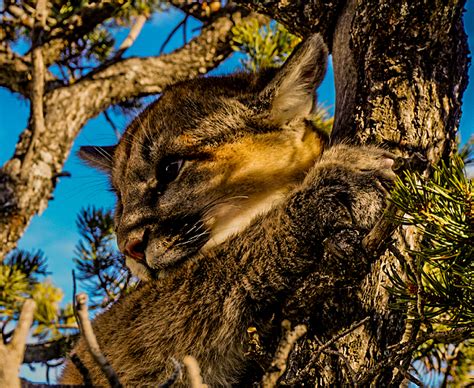 OUR WORK WITH COUGARS – Bodhi Wildlife Conservation Specialists