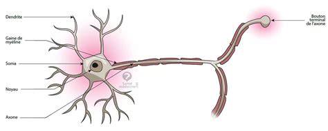 Cellule Nerveuse Simple