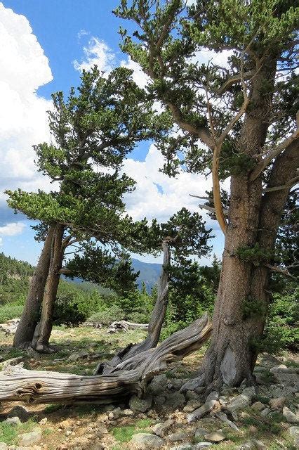 Rocky Mountain Bristlecone Pine Native Tree 20 Seeds Pinus USA Company ...