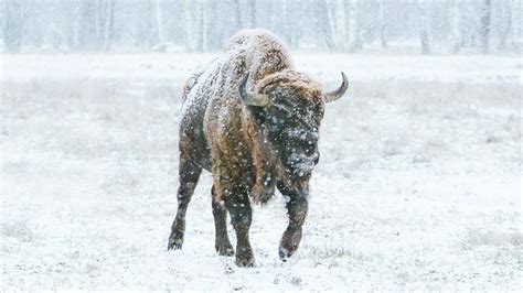 Facing The Storms Of Life Are You More Like A Buffalo Or A Cow