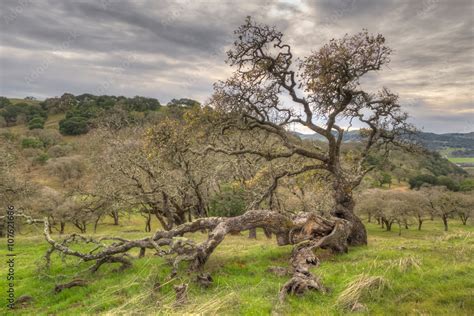 California oak woodland Stock Photo | Adobe Stock