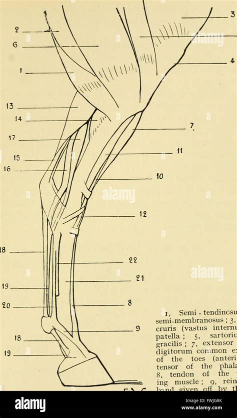 Artistic Anatomy Of Animals 1905 Stock Photo Alamy