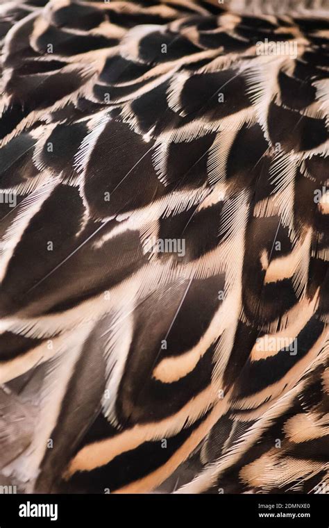 Bird Feathers Close Up Wild Duck Wing Texture For Design Stock Photo