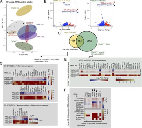 Ad Related Transcriptomic Signatures Are Altered In Mutant Hmgls A Download Scientific