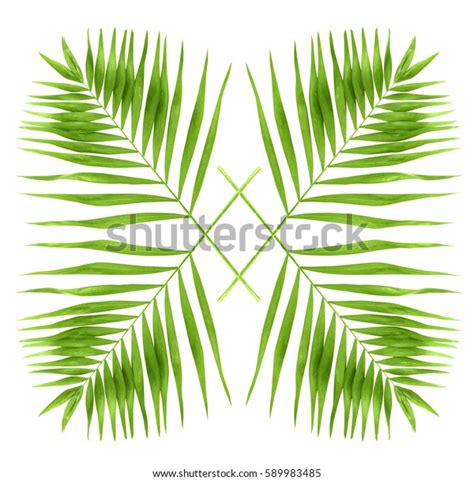 Green Palm Branches Isolated On White 스톡 사진 589983485 Shutterstock