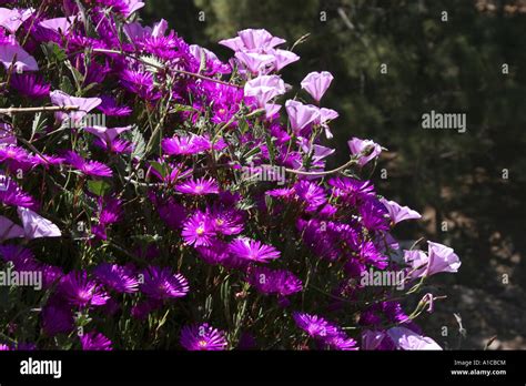 Mallow Leaved Bindweed Mallow Leaved Bindweed Convolvulus Althaeoides